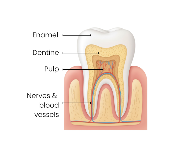 tooth anatomy e1774430692600
